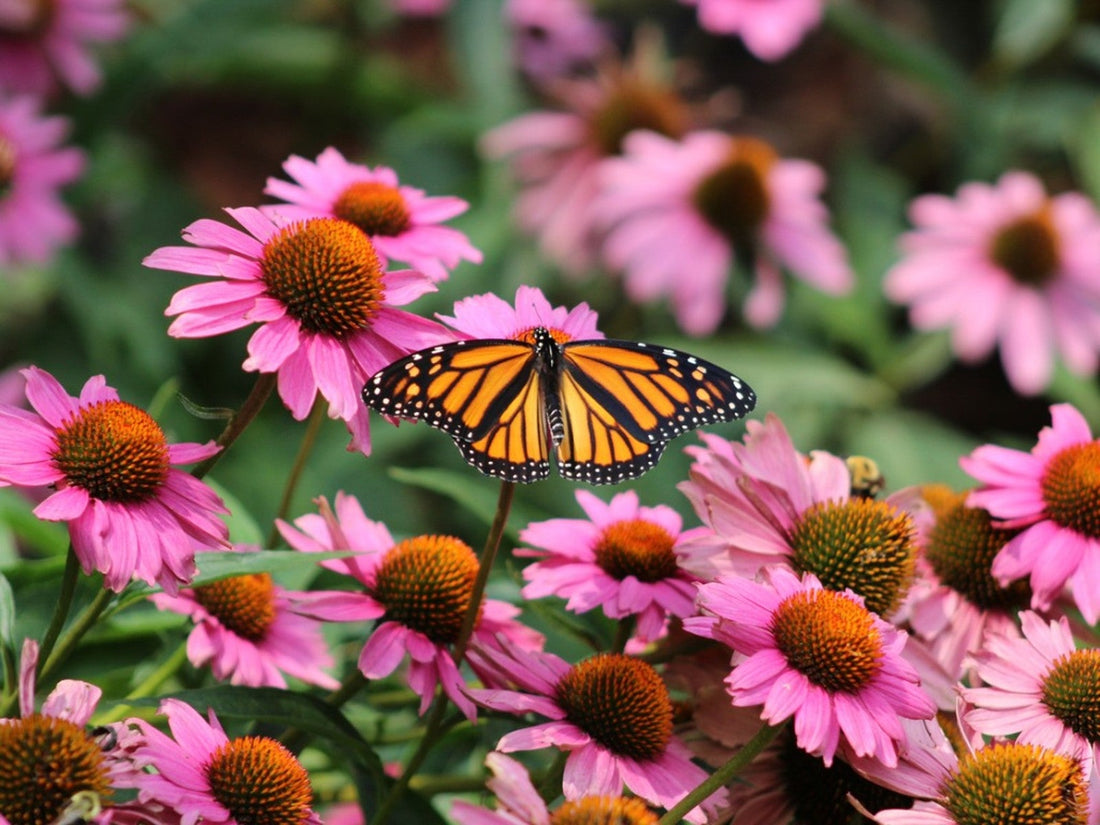 How to Grow Flowers from Seed