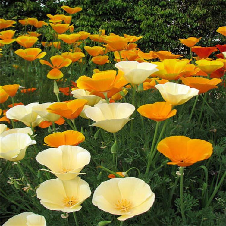 California Poppy Seeds(5000/Pack),Perennial Flower,Cream Yellow,White Linen,Flower Seed Planting For Garden