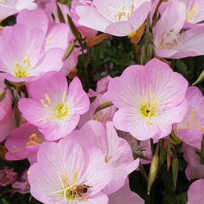 Evening Primrose Seeds (6000/Pack),Perennial,Soft Pink,Flower Seeds Planting For Garden