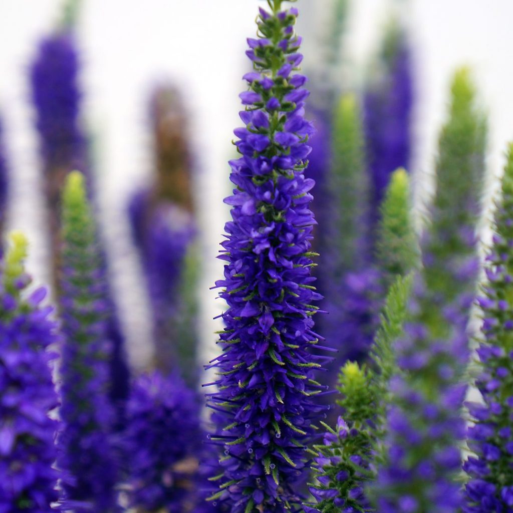 Veronica (Spike Speedwell) Seeds(5000/Pack),Perennial Flower,Purple Color,Flower Seeds for Planting