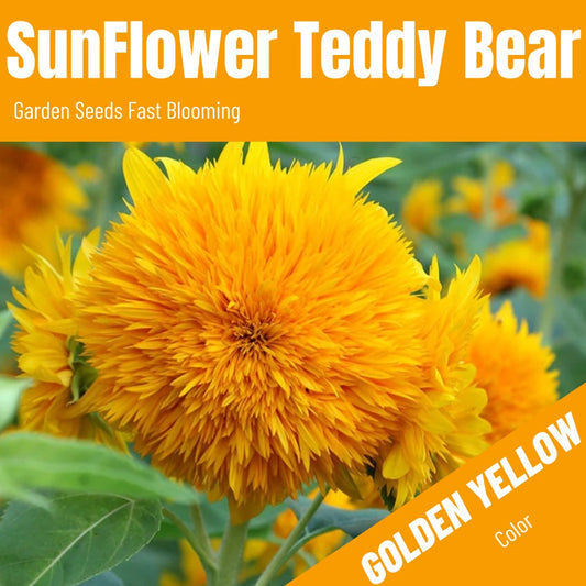 Teddy Bear Sunflowers Seeds(200/Pack) ,Annual Flower,Golden Yellow，Easy to Grow in Garden