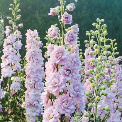 Delphinium Seeds(300/Pack),Perennial Flower,Soft Pink,Attracts Bees, Attracts Butterflies