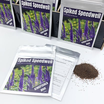 Veronica (Spike Speedwell) Seeds(5000/Pack),Perennial Flower,Purple Color,Flower Seeds for Planting