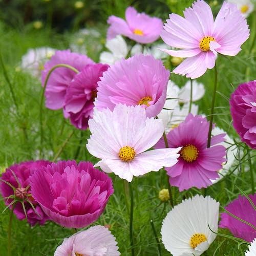 Cosmos Cupcake Blush  Seeds(500/Pack) ,Annual Flower,Mix Color,Fast germination, easy to grow