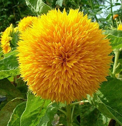 Teddy Bear Sunflowers Seeds(200/Pack) ,Annual Flower,Golden Yellow，Easy to Grow in Garden