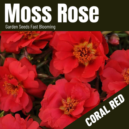 Moss Rose Seeds (5000/Pack),Annual Flower,Coral Red,Fast germination, easy to grow.