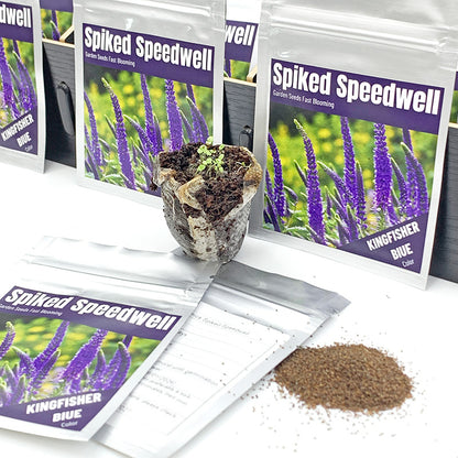 Veronica (Spike Speedwell) Seeds(5000/Pack),Perennial Flower,Purple Color,Flower Seeds for Planting