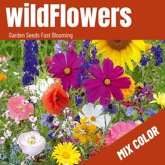 Wildflower Mix Seeds(10000+/Pack),12 Wildflower Varieties,Over 88% Germination Rate，Mix Annual And Perennial