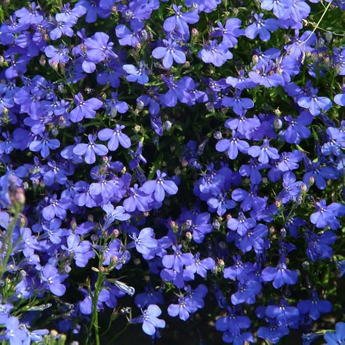 Lobelia Seeds (5000/Pack),Perennial Flower,Dark Blue, Seeds for Planting Outdoors, Non-GMO Heirloom