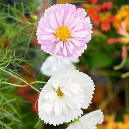 Cosmos Cupcake Blush  Seeds(500/Pack) ,Annual Flower,Mix Color,Fast germination, easy to grow