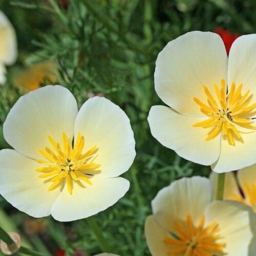 California Poppy Seeds(5000/Pack),Perennial Flower,Cream Yellow,White Linen,Flower Seed Planting For Garden