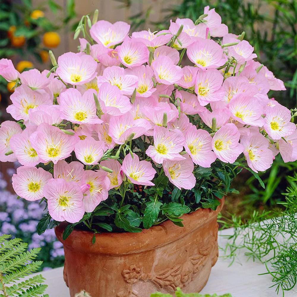 Evening Primrose Seeds (6000/Pack),Perennial,Soft Pink,Flower Seeds Planting For Garden