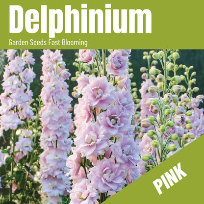 Delphinium Seeds(300/Pack),Perennial Flower,Soft Pink,Attracts Bees, Attracts Butterflies