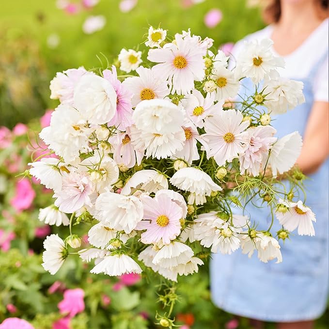 Cosmos Cupcake Blush  Seeds(500/Pack) ,Annual Flower,Mix Color,Fast germination, easy to grow