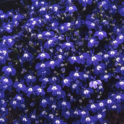 Lobelia Seeds (5000/Pack),Perennial Flower,Dark Blue, Seeds for Planting Outdoors, Non-GMO Heirloom