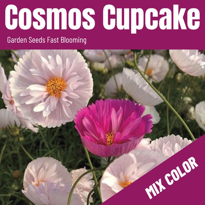 Cosmos Cupcake Blush  Seeds(500/Pack) ,Annual Flower,Mix Color,Fast germination, easy to grow