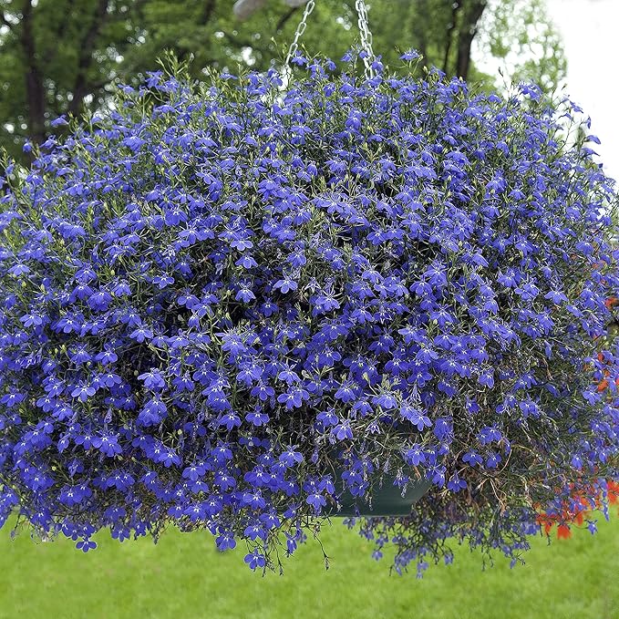 Lobelia Seeds (5000/Pack),Perennial Flower,Dark Blue, Seeds for Planting Outdoors, Non-GMO Heirloom