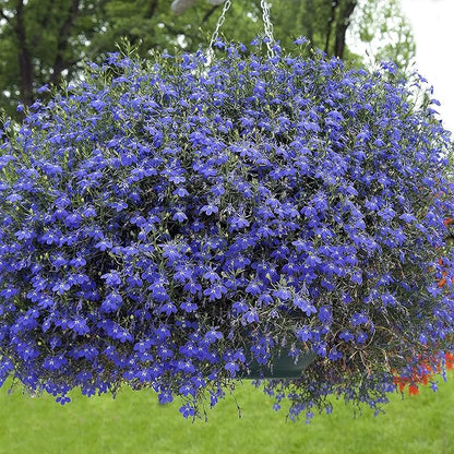 Lobelia Seeds (5000/Pack),Perennial Flower,Dark Blue, Seeds for Planting Outdoors, Non-GMO Heirloom