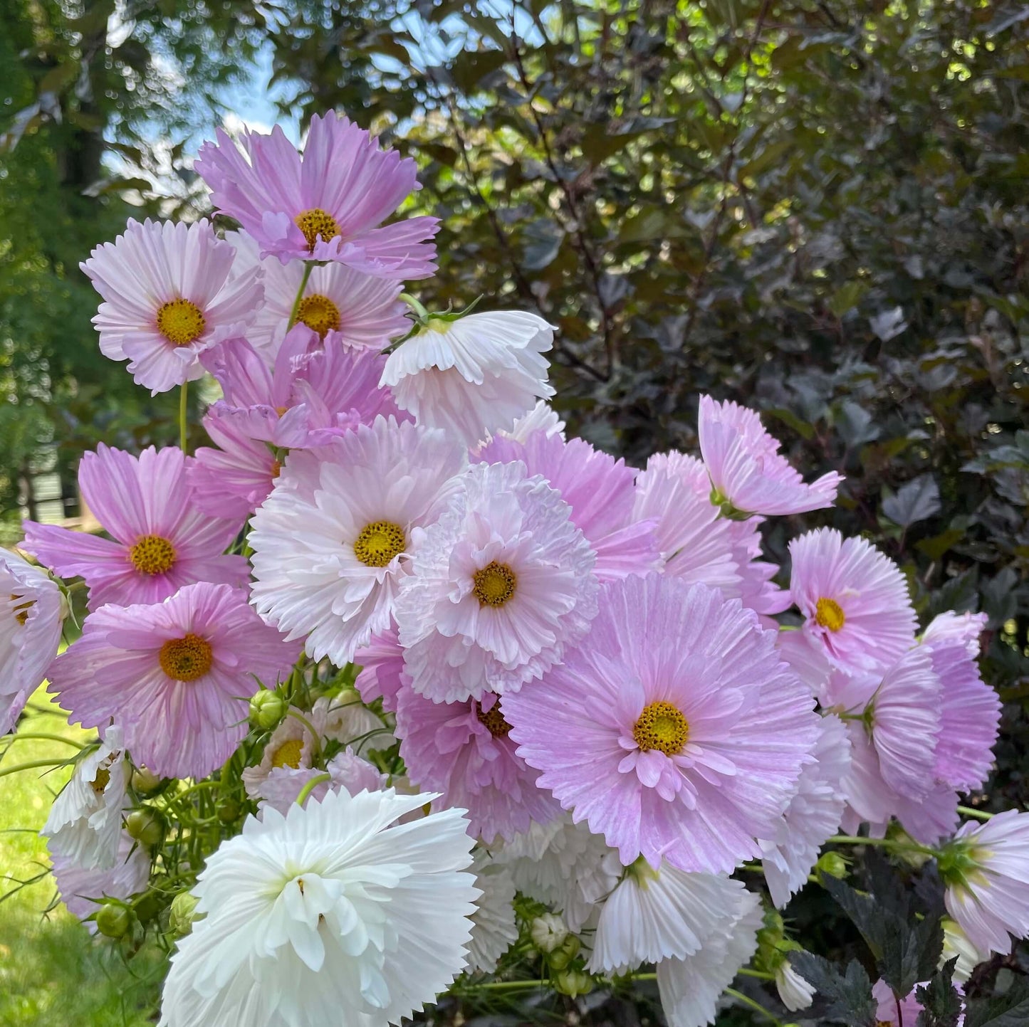 Cosmos Cupcake Blush  Seeds(500/Pack) ,Annual Flower,Mix Color,Fast germination, easy to grow