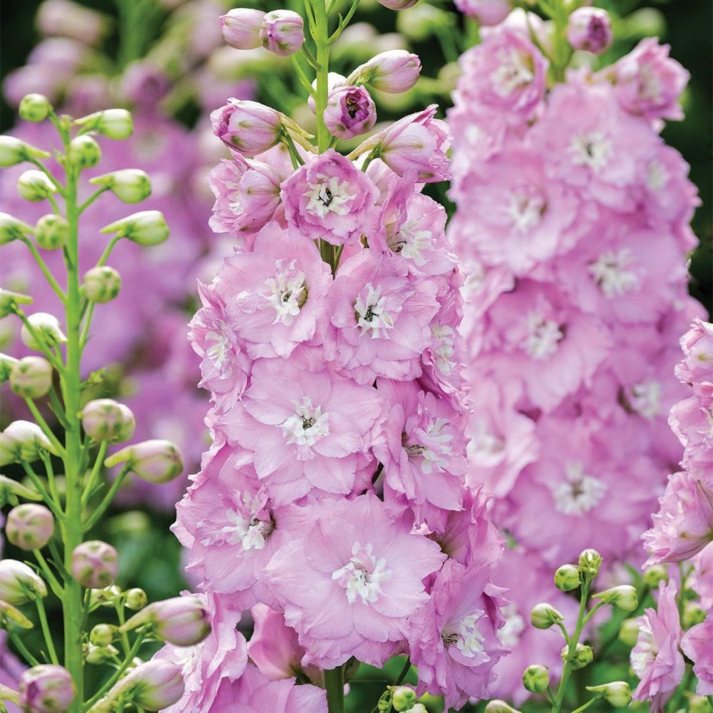 Delphinium Seeds(300/Pack),Perennial Flower,Soft Pink,Attracts Bees, Attracts Butterflies