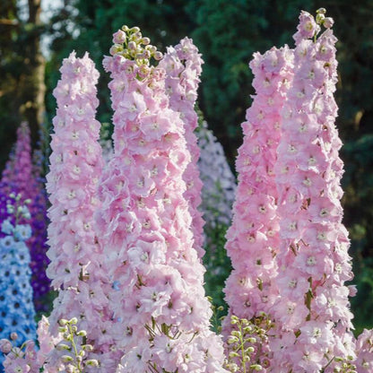 Delphinium Seeds(300/Pack),Perennial Flower,Soft Pink,Attracts Bees, Attracts Butterflies