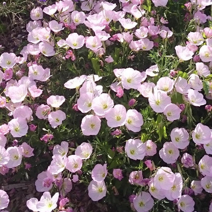 Evening Primrose Seeds (6000/Pack),Perennial,Soft Pink,Flower Seeds Planting For Garden