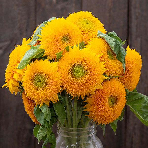 Teddy Bear Sunflowers Seeds(200/Pack) ,Annual Flower,Golden Yellow，Easy to Grow in Garden