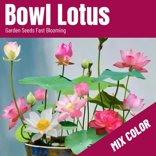 Bowl Lotus Seeds(20/Pack),Mix Color, Annual Flower,Bonsai Lotus Seeds for Planting Water Lily Flower