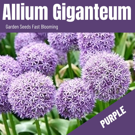 Allium Gladiator Seeds(300/Pack), Perennial Flower ,Purple Color, Fast Growing