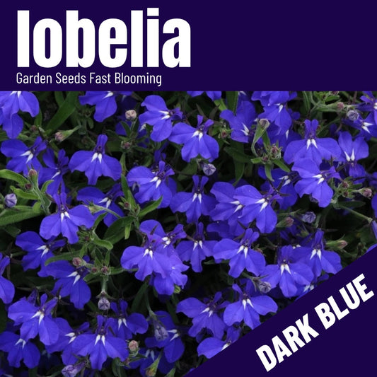 Lobelia Seeds (5000/Pack),Perennial Flower,Dark Blue, Seeds for Planting Outdoors, Non-GMO Heirloom