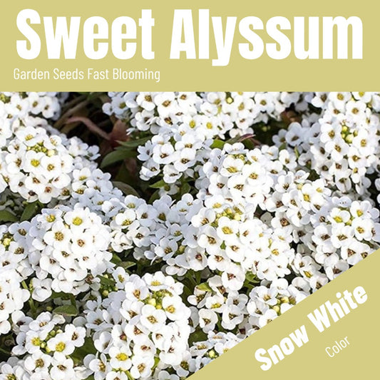 Sweet Alyssum Seeds(5000/Pack),Perennial Flower,Snow White,Wild Flower Seeds For Yard,Garden