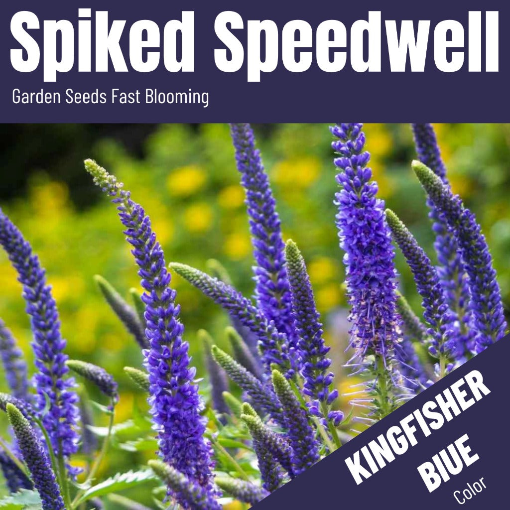 Veronica (Spike Speedwell) Seeds(5000/Pack),Perennial Flower,Purple Color,Flower Seeds for Planting