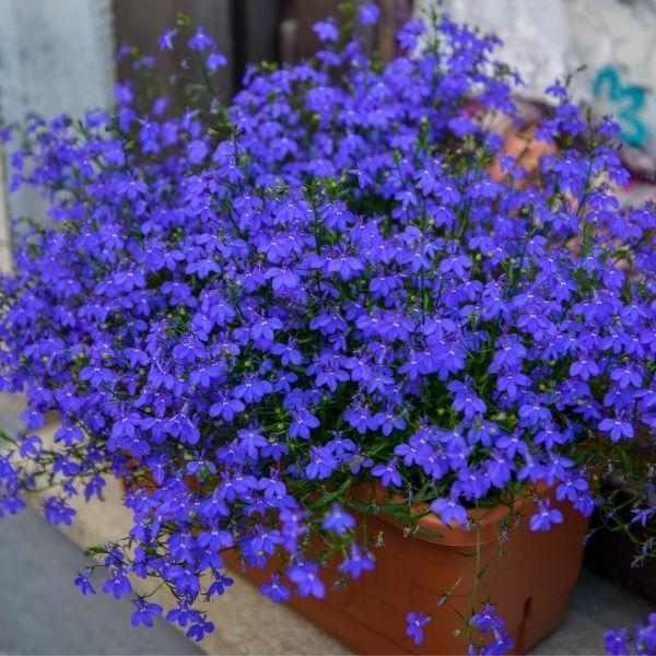 Lobelia Seeds (5000/Pack),Perennial Flower,Dark Blue, Seeds for Planting Outdoors, Non-GMO Heirloom