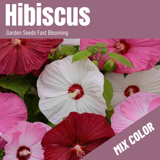 Hibiscus Seeds Giant Flowers(100/Pack), Perennial Flower,Mix Color,Planting For Home Gardens, Flower Pots,  Yard