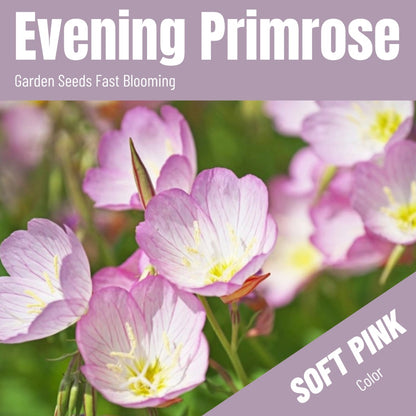 Evening Primrose Seeds (6000/Pack),Perennial,Soft Pink,Flower Seeds Planting For Garden