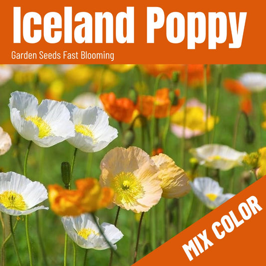 Iceland Poppy Seeds (7000/Pack),Annual Flower,Mix Color,Heirloom Flower Seeds,Fast germination, easy to grow