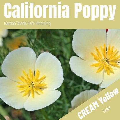 California Poppy Seeds(5000/Pack),Perennial Flower,Cream Yellow,White Linen,Flower Seed Planting For Garden