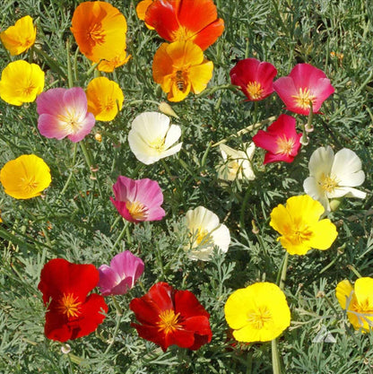 California Poppy Seeds(5000/Pack),Perennial Flower,Cream Yellow,White Linen,Flower Seed Planting For Garden