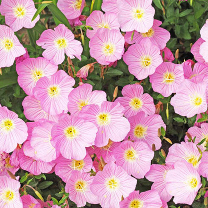 Evening Primrose Seeds (6000/Pack),Perennial,Soft Pink,Flower Seeds Planting For Garden