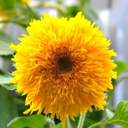 Teddy Bear Sunflowers Seeds(200/Pack) ,Annual Flower,Golden Yellow，Easy to Grow in Garden