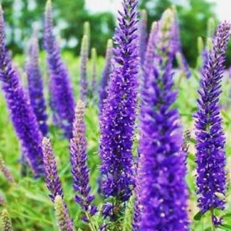 Veronica (Spike Speedwell) Seeds(5000/Pack),Perennial Flower,Purple Color,Flower Seeds for Planting